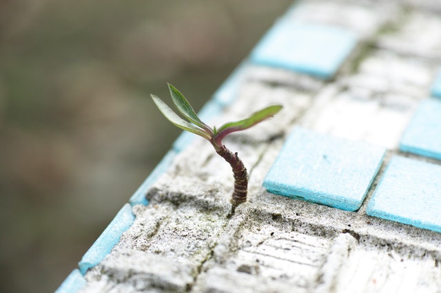 Green plant